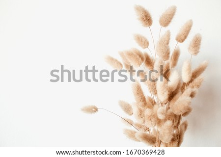 Fluffy tan pom pom plants bouquet on white background. Minimal floral holiday composition. Rabbit bunny tales grass