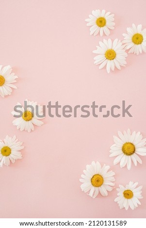 Beautiful chamomile daisy flower on neutral pink background. Minimalist floral concept with copy space. Creative still life summer, spring background Foto stock © 