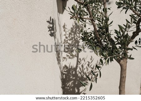 Similar – Image, Stock Photo Facade with shadow Branch