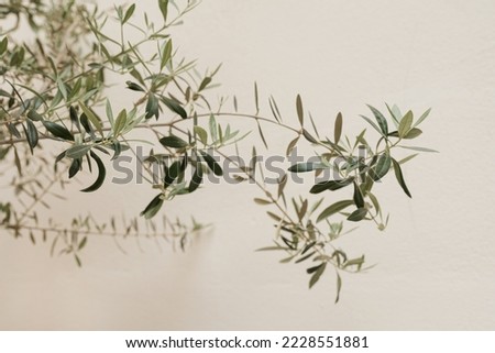 Image, Stock Photo Facade with shadow Branch