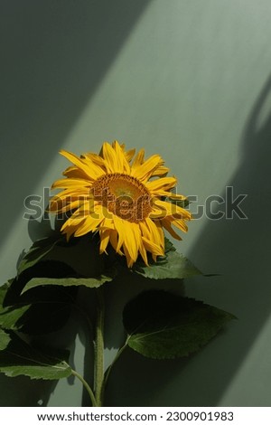 Similar – Image, Stock Photo Sunflower pastel minimalist