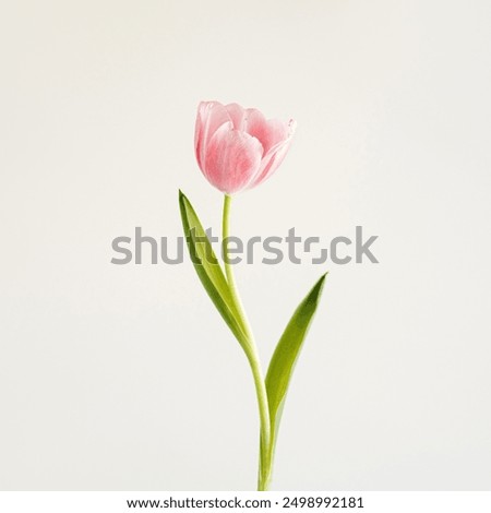 Image, Stock Photo Delicate pink tulips with stems and leaves on white background. Floral border. Springtime concept. Mother day greeting card. Beauty