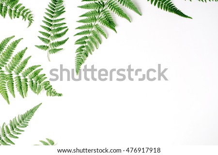 Similar – Image, Stock Photo Fern Fan Forest Bushes