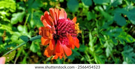 Similar – Image, Stock Photo Full blooming of red lily in flower garden