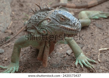 Similar – Image, Stock Photo Endangered Green Iguana in Tree, Guadeloupe, Caribbean