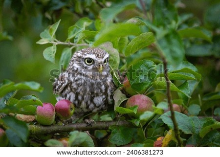 Similar – Image, Stock Photo Apple tree in front of blue sky
