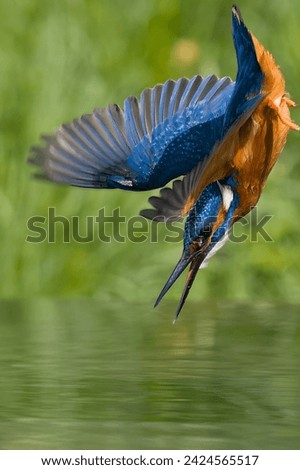 Foto Bild Eisvogel beobachtet das Wasser