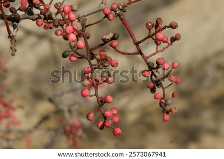 Similar – Foto Bild verwachsen Pflanze Baum