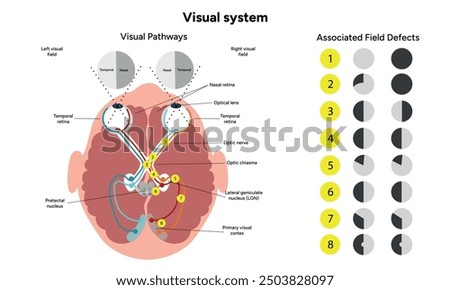 Visual pathway. Human brain and eyes, optic nerves, and visual cortex. Medical diagram