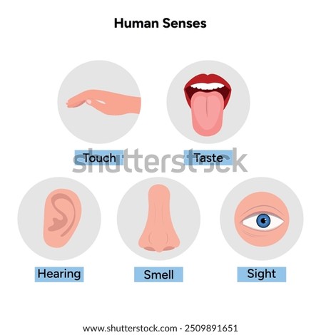 Five Senses With Human Organs. Medical illustration 