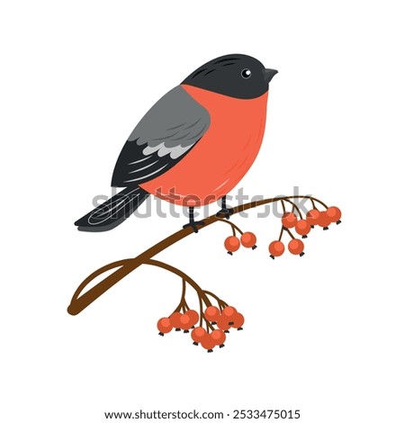 Similar – Image, Stock Photo Bullfinch, Pyrrhula pyrrhula, Eurasian bullfinch