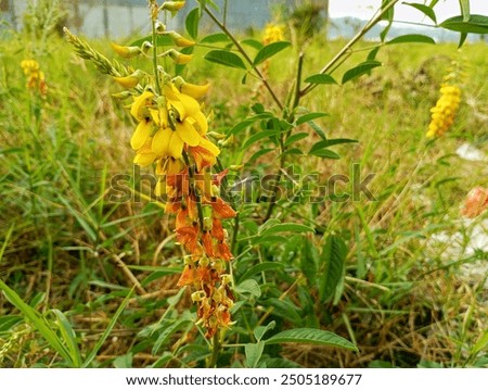 Similar – Image, Stock Photo unused land in the middle of the city