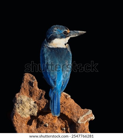 Similar – Image, Stock Photo Kingfisher waiting for prey