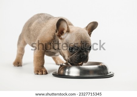 Similar – Image, Stock Photo Fawn French Bulldog Puppy Looking at Camera