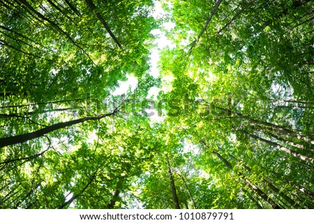 Similar – Image, Stock Photo Tree from bottom to top