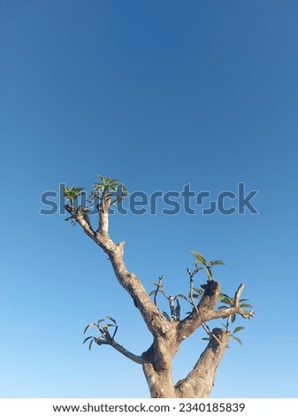 Image, Stock Photo Tree circuit Sky Branch