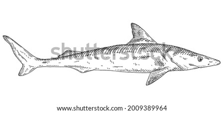 Whole fresh dogfish shark on white background. Vintage vector engraving monochrome black illustration. Hand drawn design in a graphic ink style.