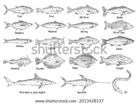 Vector engraving set type different fish. Red drum, anchovy, catfish, cod, flounder, herring, mackerel, pangasius, tilapia, trout, tuna, ell, grouper, mirror carp, monkfish, zander, swordfish, shark