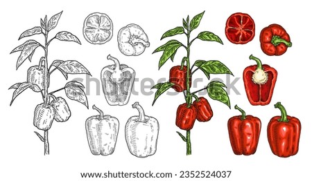 Branch of red sweet bell peppers plant with leaf. Vintage vector engraving color hand drawn illustration isolated on white background