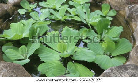 Similar – Foto Bild Wasser gefüllter Teich mit Schilfgras, Schilfrohr Gräsern in Art einer Weitwinkelaufnahme als Beispiel der Schönheit der Natur in ihren Farben und Formen mit Himmel