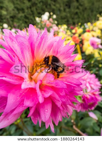 Similar – Image, Stock Photo Macro shot: Filled dahlia in white and pink with yellow centre