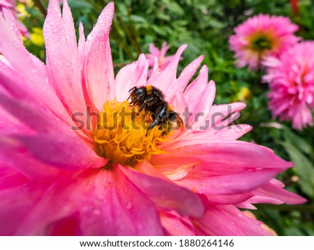 Similar – Image, Stock Photo Macro shot: Filled dahlia in white and pink with yellow centre