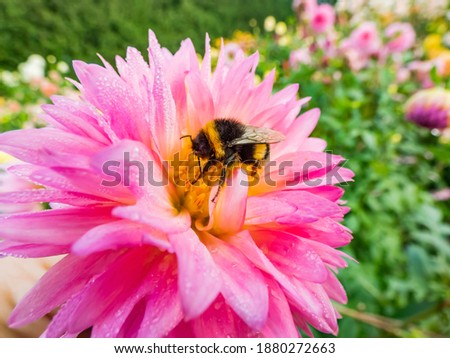 Similar – Image, Stock Photo Macro shot: Filled dahlia in white and pink with yellow centre