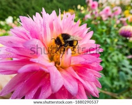 Similar – Image, Stock Photo Macro shot: Filled dahlia in white and pink with yellow centre