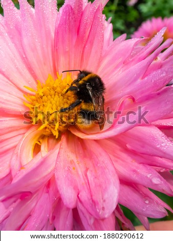 Similar – Image, Stock Photo Macro shot: Filled dahlia in white and pink with yellow centre