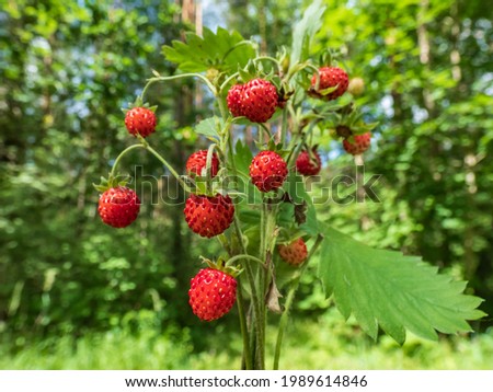 Similar – Foto Bild Fragaria vesca. Reife Walderdbeere mit verschwommenem Hintergrund.