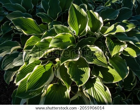 Hosta 'Regal Splendor'. Large hosta featuring thick, cordate, wavy-undulate, blue-gray leaves with irregular creamy white to pale yellow margins and cuspidate tips in sunlight Foto d'archivio © 