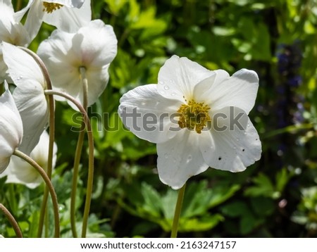 Cup-shaped, pure white flower of snowdrop anemone or snowdrop windflower (Anemone sylvestris) plant with golden stamens in late spring or early summer in bright sunlight Imagine de stoc © 