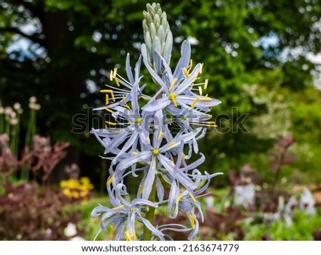 Close-up shot of the Cusick's camass (Camassia cusickii) flowering with sky blue to white flowers with showy, yellow anthers in the garden as ornamental plant in summer Foto stock © 