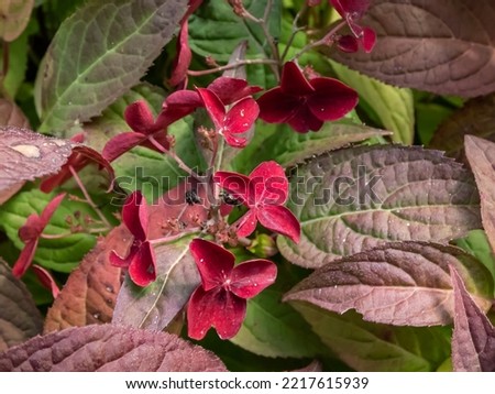 Similar – Foto Bild blühende Japanische Berghortensie