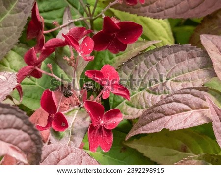 Similar – Foto Bild blühende Japanische Berghortensie