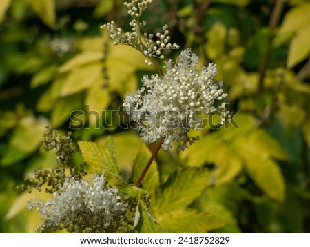 Similar – Image, Stock Photo Meadowsweet blooms creamy white and smells