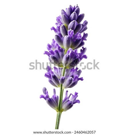 Similar – Image, Stock Photo Close-up of lavender flowers against a green background (grass)