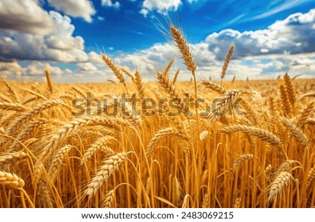 Similar – Image, Stock Photo Summer landscape with cereal fields on a cloudy day