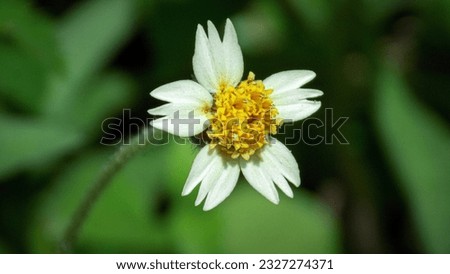 Similar – Image, Stock Photo Chamomile by the wayside