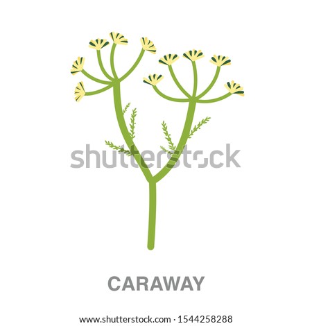 Caraway flat icon on white transparent background. You can be used caraway icon for several purposes.