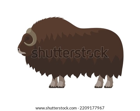 Muskox with thick fur. Vector illustration of a brown muskox with horns and thick fur isolated on white. Flat design, side view.