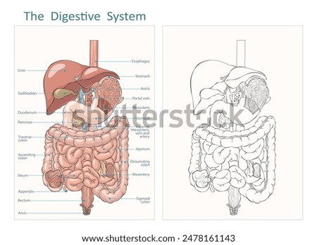 Internal human digestive system outline and flat vector illustration. Gastrointestinal tract. Vector digestive system liver esophagus stomach pancreas gallbladder duodenum appendix intestine.