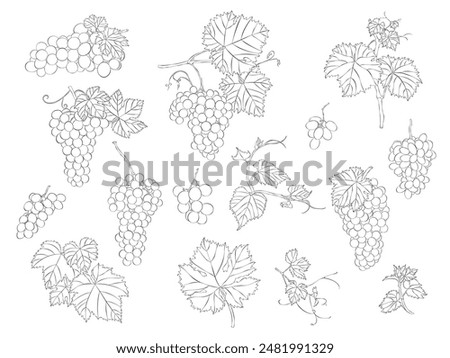 Grapes, leaves and beans hand-draw sketches. Vector illustrations. Collection of isolated outline objects on a white editable background.