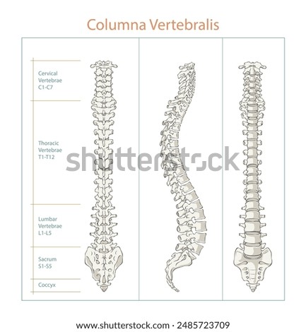 Human Spine Anatomy different view vector illustration, editable background.