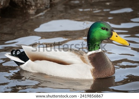 Similar – Image, Stock Photo A duck swims in a mountain lake