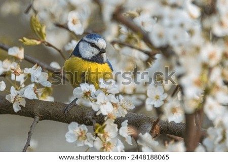 Similar – Foto Bild Blaumeise im blühenden Strauch