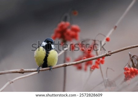 Foto Bild Kohlmeise auf blattlosem Weigela florida-Zweig in kaltem Wintertag