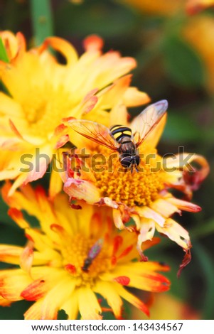 Insect on an aging mum flowers