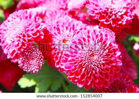 Colorful mums flowers