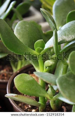 Healthy succulent called Money Tree